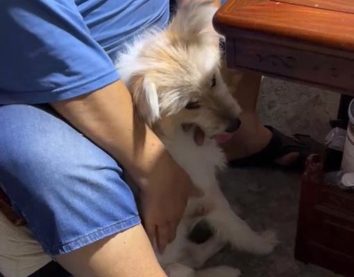 夏日狗狗剃毛指南（如何为宠物准备夏季？）