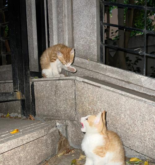 想养流浪猫，你需要知道这些事情（从喂养到疾病防护，全方位了解养猫注意事项）