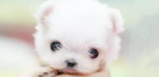 如何准备养一只小狗狗？（宠物爱好者的必备知识）