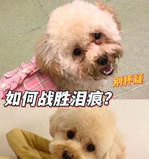 五个常用方法消除狗狗泪痕（以宠物为主，轻松解决狗狗泪痕问题）