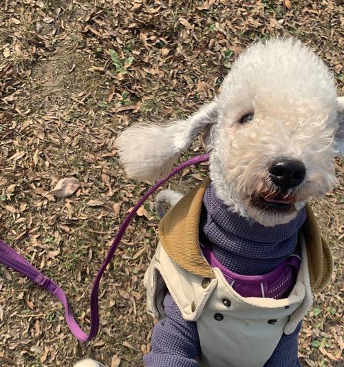 小狗狗何时可以出门玩？（宠物犬出门玩的最佳时间和注意事项）