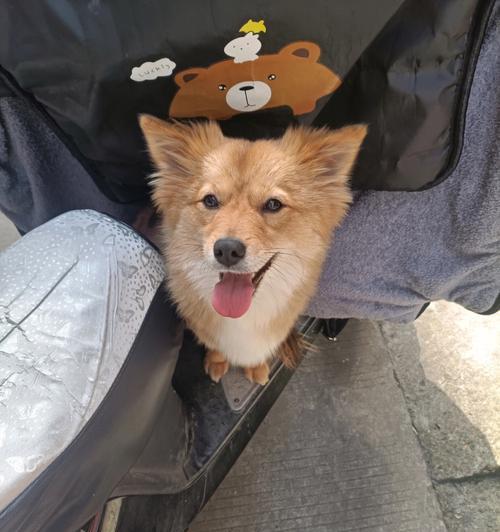 小狗狗何时可以出门玩？（宠物犬出门玩的最佳时间和注意事项）