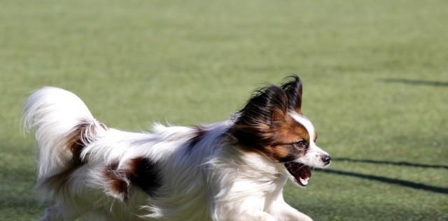 小蝴蝶犬为何流鼻涕？（探究小蝴蝶犬流鼻涕的原因、治疗和预防方法）