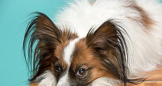 小蝴蝶犬为何流鼻涕？（探究小蝴蝶犬流鼻涕的原因、治疗和预防方法）