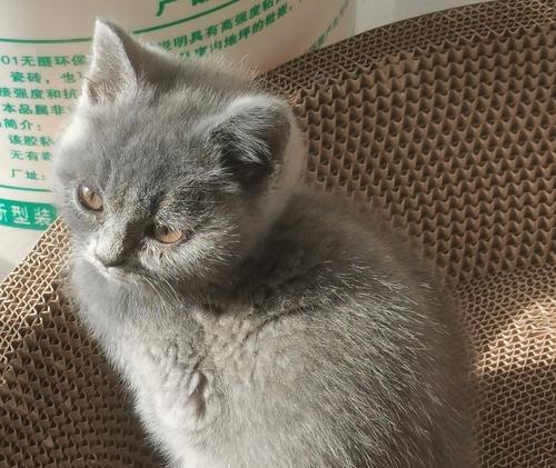 小猫咪到家后一直叫怎么办？（宠物初到新环境无助叫唤，主人需细心关爱）
