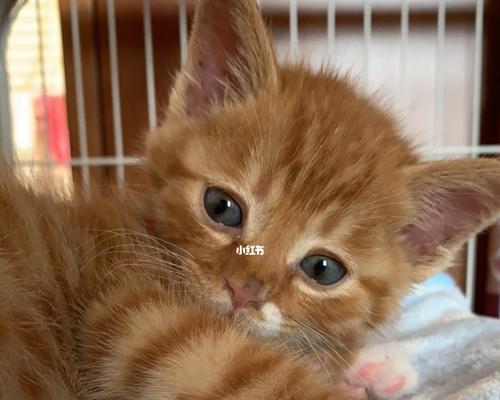 如何让小猫咪停止咬人？（掌握正确方法，培养良好习惯）