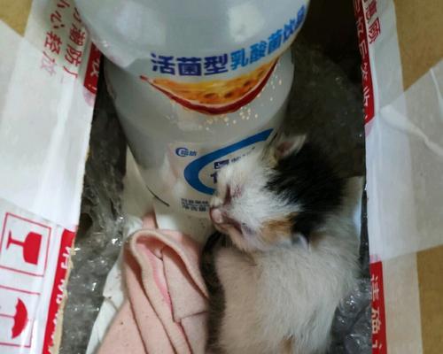 宠物小奶猫的最佳领养时间（掌握宠物小奶猫的生长规律，让领养更加科学合理）
