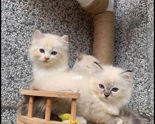宠物小奶猫的最佳领养时间（掌握宠物小奶猫的生长规律，让领养更加科学合理）