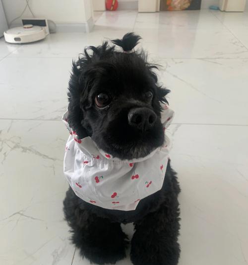 如何正确护理新出生的阿富汗犬（从宠物主人的角度出发，为你的新生阿富汗犬提供全方位的护理建议）