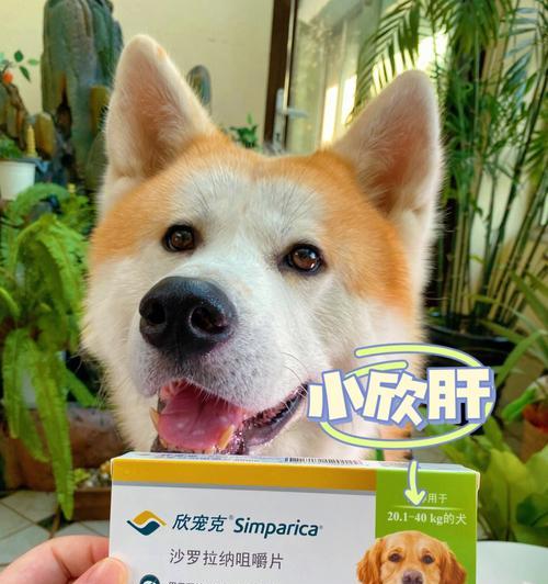 怎样判断狗狗是否需要驱虫？（掌握这些表现，保护宠物健康）
