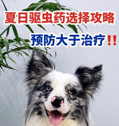 怎样判断狗狗是否需要驱虫？（掌握这些表现，保护宠物健康）