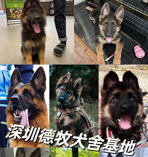 如何选购适合你的德国牧羊犬（从品种特点到健康状况，教你选出最可爱的德牧）