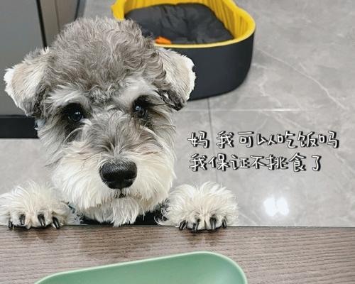小犬常流眼泪？教你应对雪纳瑞流泪的问题！（雪纳瑞为什么经常流眼泪？该如何帮助小犬摆脱泪痕？）