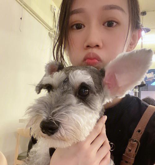 爱宠雪纳瑞的美食享受（让你的小可爱吃出健康与美味）