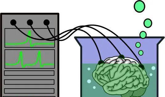 训练宠物斑点的10个思想准备（培养斑点狗狗的最佳心态和技巧）