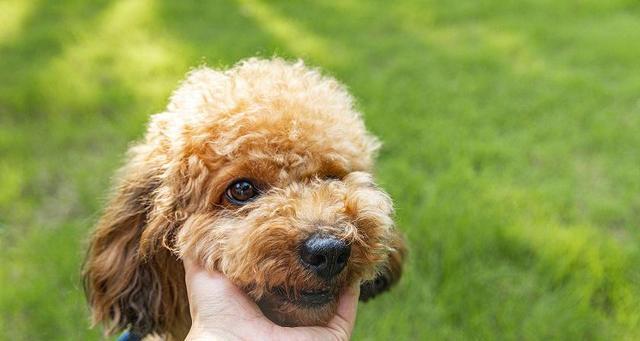 训练高加索犬不护食的有效方法（教你如何让高加索犬不再护食，让它成为理想的宠物）
