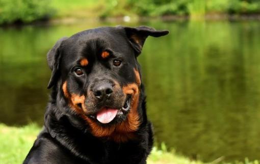 训练高加索犬不护食的有效方法（教你如何让高加索犬不再护食，让它成为理想的宠物）