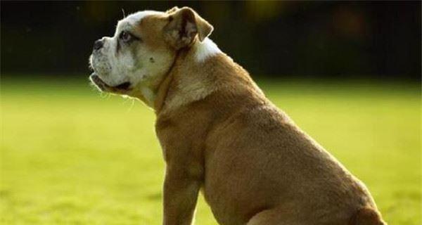 训练高加索犬不护食的有效方法（教你如何让高加索犬不再护食，让它成为理想的宠物）