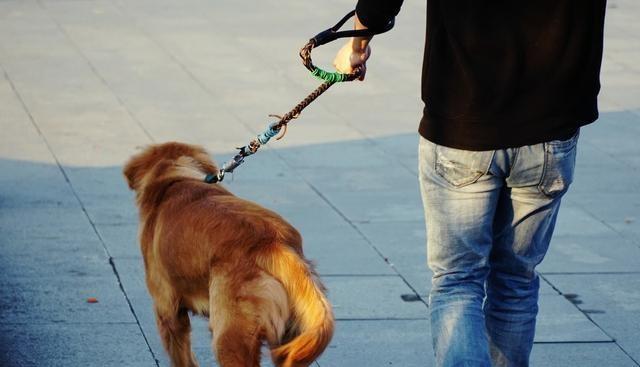 避免犯下这些训练宠物犬的错误