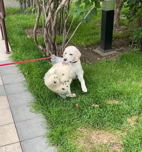 训练狗狗学会把东西叼过来（打造忠诚的听话宠物——教你如何训练狗狗把东西叼回来）