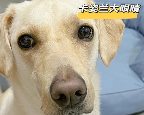如何训练狗狗走8字？（掌握这些技巧，让你的宠物成为走路高手）