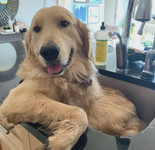 训练金毛犬安静下来的有效方法（让你的宠物成为恬静的伴侣）