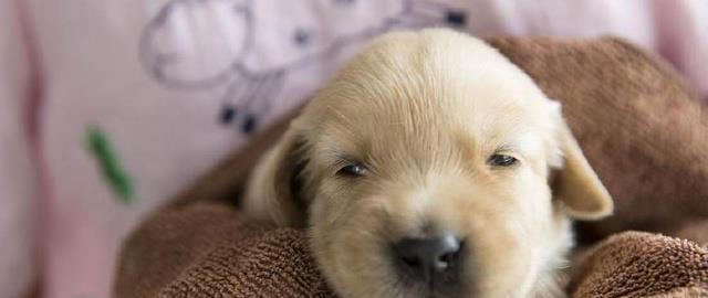 训练金毛犬安静下来的有效方法（让你的宠物成为恬静的伴侣）