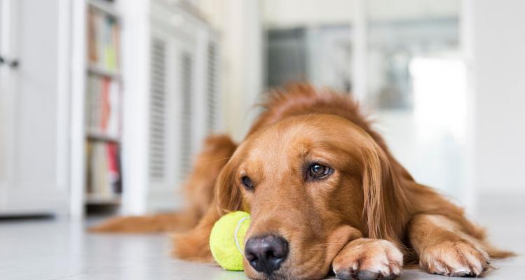 训练金毛犬安静下来的有效方法（让你的宠物成为恬静的伴侣）