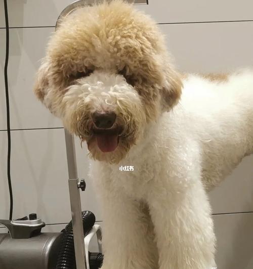 如何训练巨型贵宾犬卧下（训练巨型贵宾犬卧下的方法和技巧）