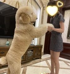 如何训练巨型贵宾犬卧下（训练巨型贵宾犬卧下的方法和技巧）