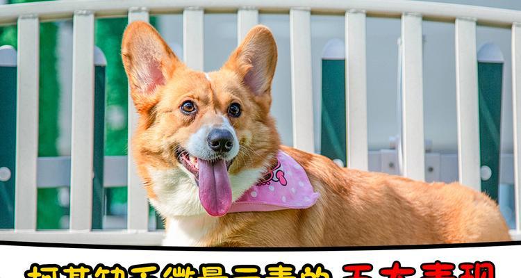 柯基犬训练的五个注意事项（如何培养乖巧可爱的柯基犬？-以宠物为主）