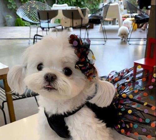 马尔济斯犬训练最佳时间（为您的爱宠选择最佳训练时间）