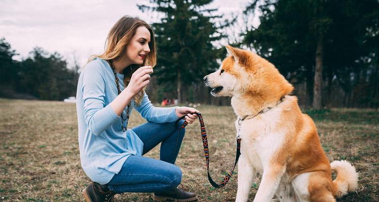 如何训练你的秋田犬——四个注意事项（教你如何培养忠诚、听从和安全意识的秋田犬）