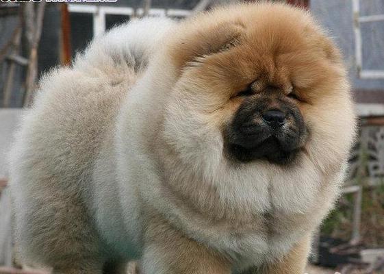 养松狮犬，从训练开始（八个注意事项助你成为优秀的松狮犬主人）