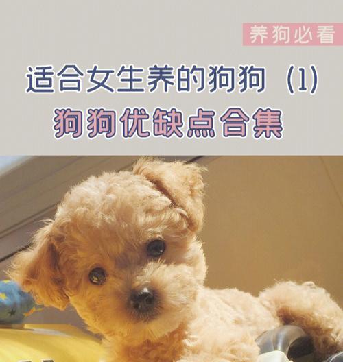 如何训练泰迪犬良好的饮食习惯？（培养泰迪犬健康的饮食习惯的四个原则）