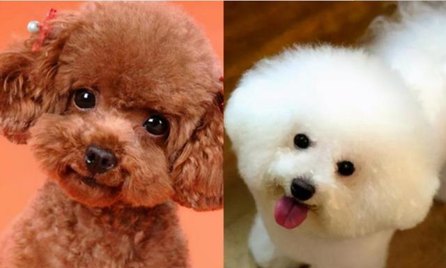 如何训练泰迪犬良好的饮食习惯？（培养泰迪犬健康的饮食习惯的四个原则）