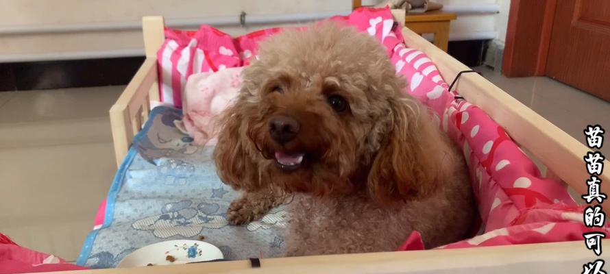 如何训练泰迪犬良好的饮食习惯？（培养泰迪犬健康的饮食习惯的四个原则）