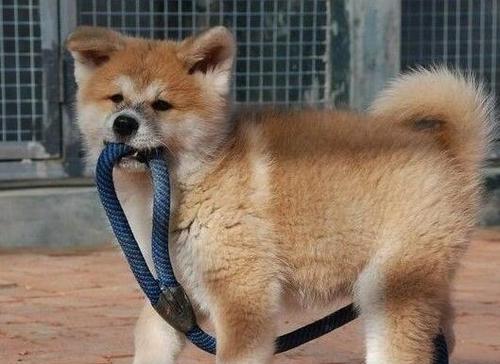 秋田犬如何增肥？（宠物的营养需求与健康饮食）