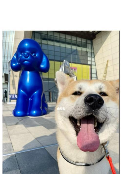 秋田犬吐黄色粘稠液体的原因及应对方法（宠物秋田犬出现呕吐现象，可能患上这些疾病）