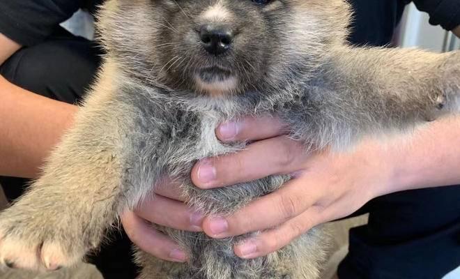 秋田犬吐黄色粘稠液体的原因及应对方法（宠物秋田犬出现呕吐现象，可能患上这些疾病）