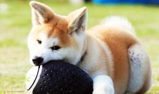 不一样的宠物伴侣——秋田犬的性格特点（从忠诚、警惕到温顺、好动，探秘秋田犬的多重性格魅力）