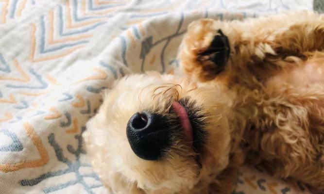 秋田犬泪痕问题全解析（原因分析与有效解决方法，让宠物告别泪痕困扰）