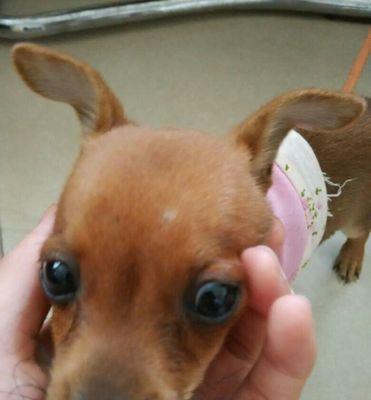秋田犬泪痕问题全解析（原因分析与有效解决方法，让宠物告别泪痕困扰）