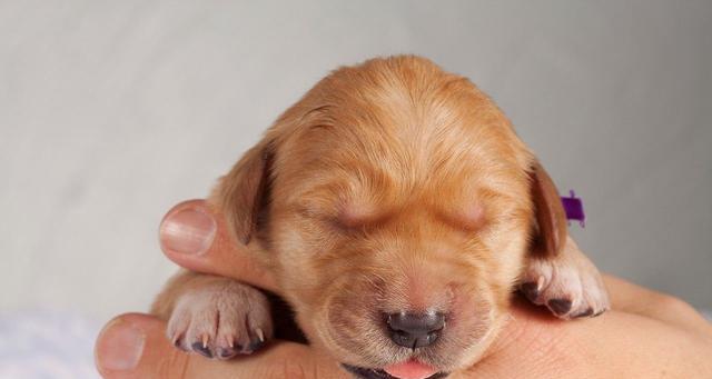 以犬瘟热的治疗方法危机无处不在（宠物主人必读！犬瘟热治疗方法全面解析）