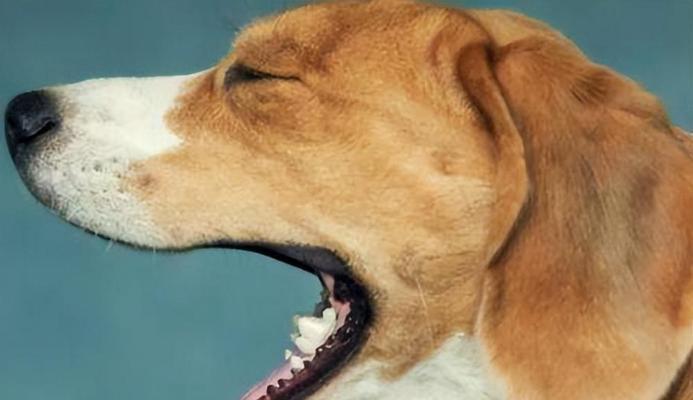 犬窝咳——宠物爱犬的常见疾病（症状、治疗及预防措施）