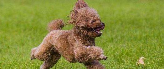 犬窝咳——宠物爱犬的常见疾病（症状、治疗及预防措施）
