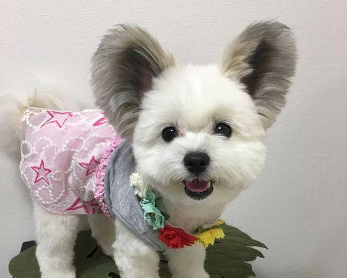 揭秘让宠物犬耳朵奇痒无比的罪魁祸首（揭开狗狗耳朵瘙痒的神秘面纱，探索防治的有效方法）