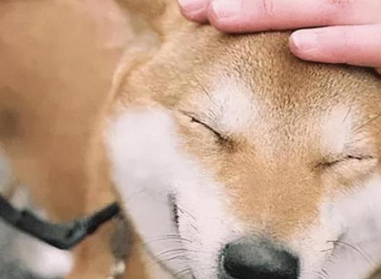 人与狗的深厚情感（探索人类与宠物狗之间特殊的情感纽带）
