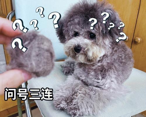 宠物毛发打结怎么办？（教你处理日本尖嘴毛发打结的技巧）