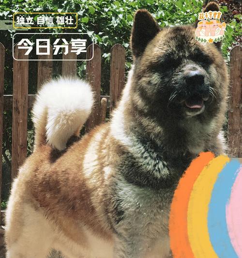 日系秋田犬与美系秋田犬的区别（宠物爱好者必知，了解秋田犬品种的不同）